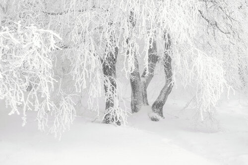 Pfad auf den Altkönig im Hochtaunus I / Trail to the Altkönig in the Hochtaunus I / Sentier menant à l'Altkönig dans le Haut-Taunus I di Peter Schulte/ Vornberg, Fotografia in vendita su Singulart