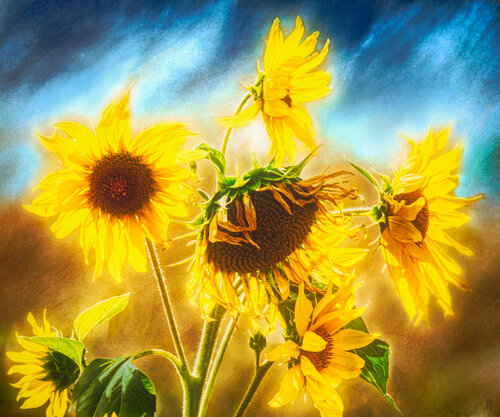 Un hommage à la peinture de tournesols de Van Gogh I - 02 / Eine Hommage an Van Goghs Sonnenblumenbilder I - 02 / A tribute to Van Gogh's sunflower paintings I - 02 de Peter Schulte/ Vornberg, Fotografía a la venta en Singulart