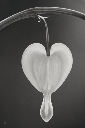 Tränendes Herz / cœur-saignant / bleeding heart by Peter Schulte/ Vornberg, Photography for Sale on Singulart