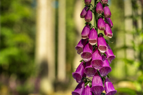 Fingerhut V - Kronberger Wald / Dés à coudre V - Forêt de Kronberg / Foxglove V - Kronberg Forest par Peter Schulte/ Vornberg, Photographie en vente sur Singulart