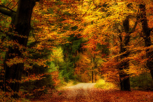Auf dem Weg zum Fuchstanz im Taunus di Peter Schulte/ Vornberg, Fotografia in vendita su Singulart