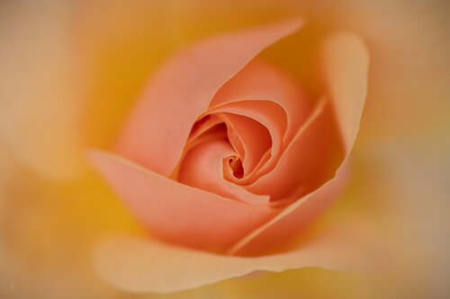 Rose im Kronberger Schlossgarten / Une rose dans les jardins du château de Kronberg / Rose in the Kronberg Palace Gardens von Peter Schulte/ Vornberg, Fotografie kaufen auf Singulart