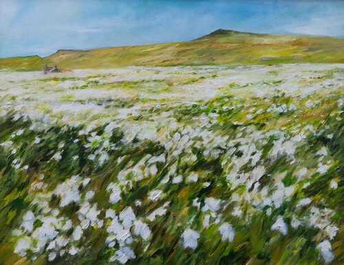 Wollgraswiese bei Sullom /Shetland Ute Meyer
