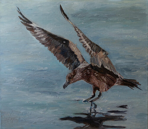 Skua / Raubmöwe Ute Meyer