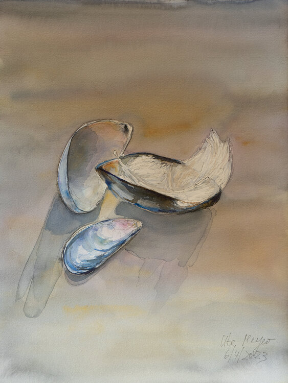 Miesmuscheln mit weißer Feder Ute Meyer