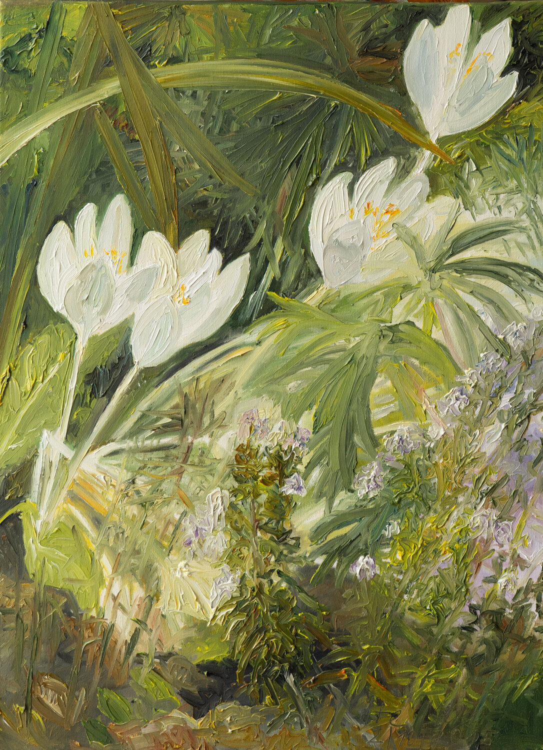 Colchicum Ute Meyer