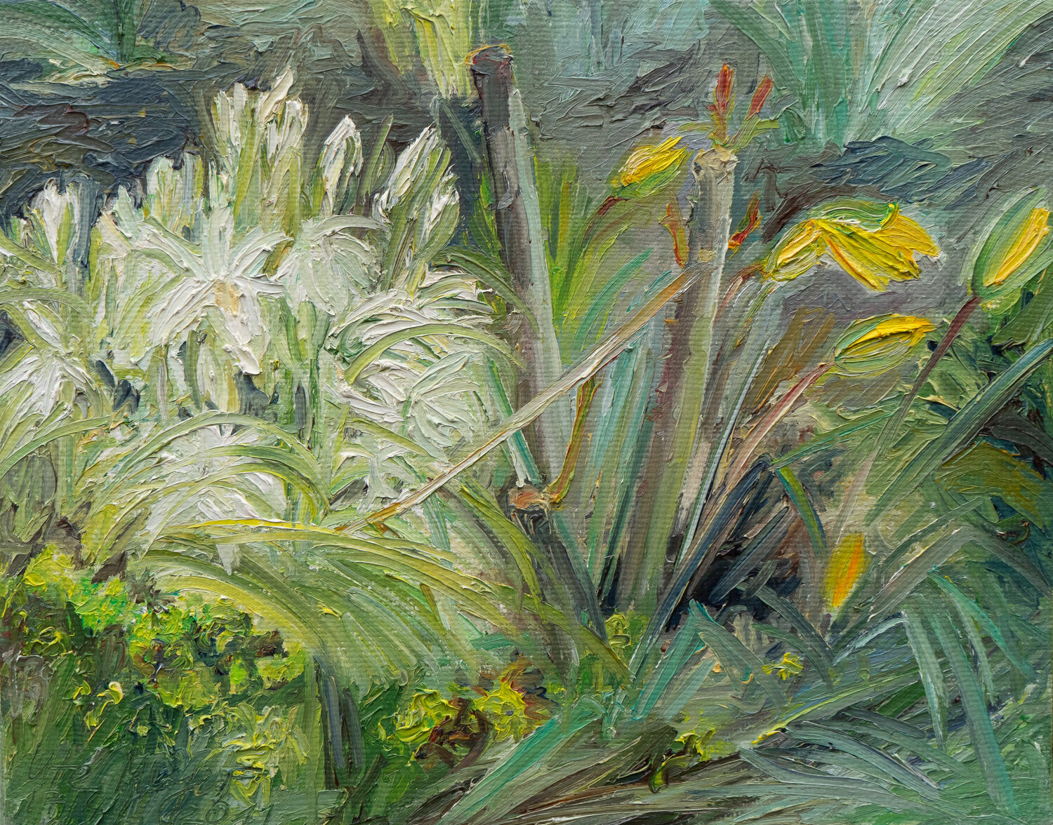 Nickender Milchstern und Weinbergtulpen Ute Meyer
