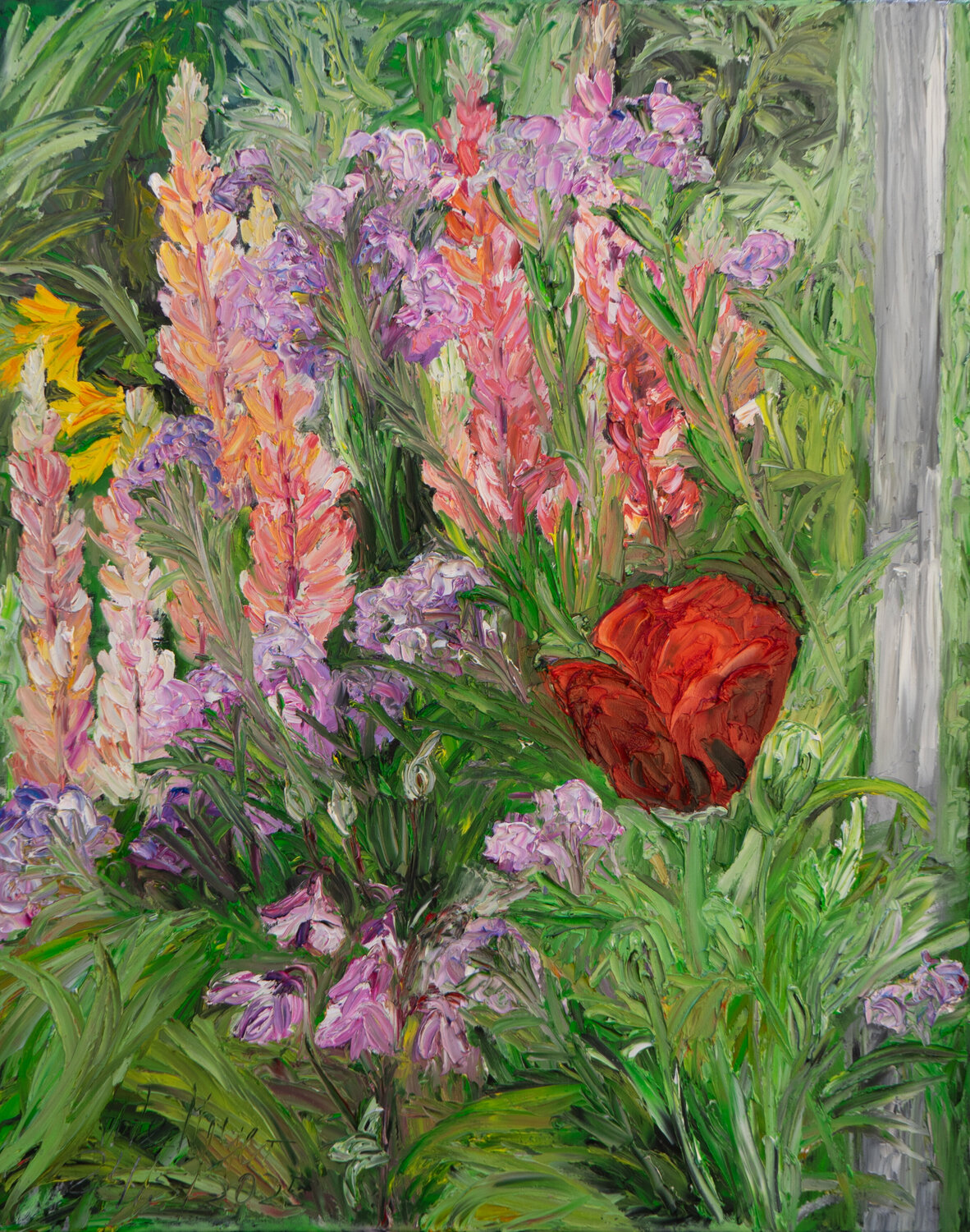 Rote Mohnblüte zwischen Lupinen Ute Meyer