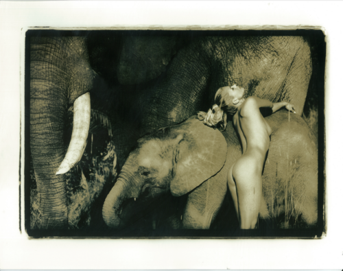 Baby Elephant van Stephen Wayda, Fotografie te koop op Singulart