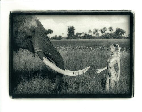 Greeting the Elephant van Stephen Wayda, Fotografie te koop op Singulart