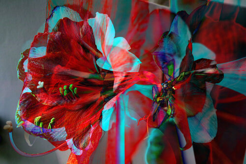 Digitale Amarylis No 1 von Franz Huempfner, Druck kaufen auf Singulart