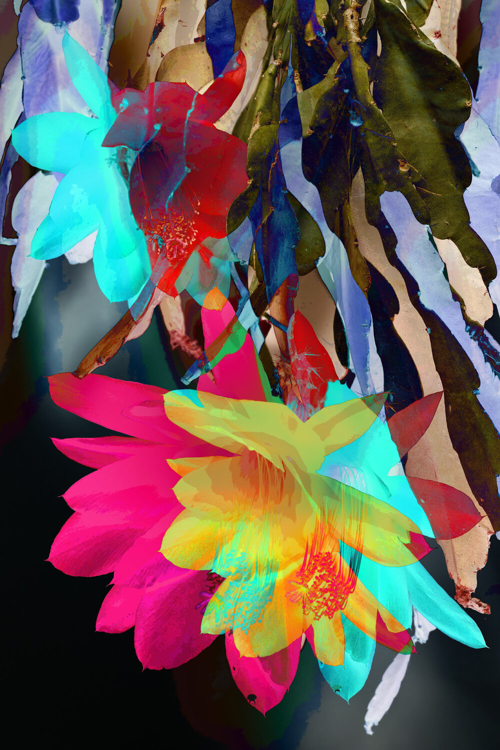 Cactus No 1 Franz Huempfner