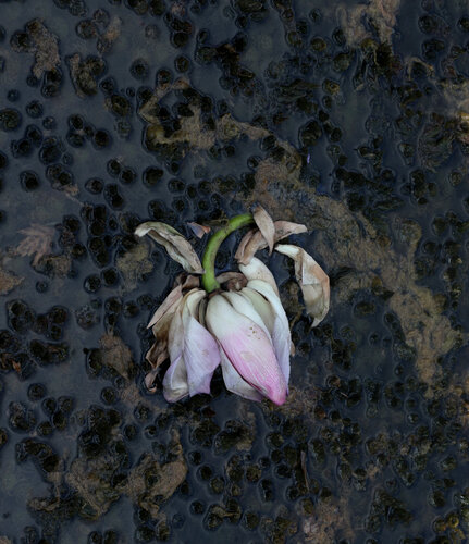 A flower par Natasha Shakhnes, Photographie en vente sur Singulart