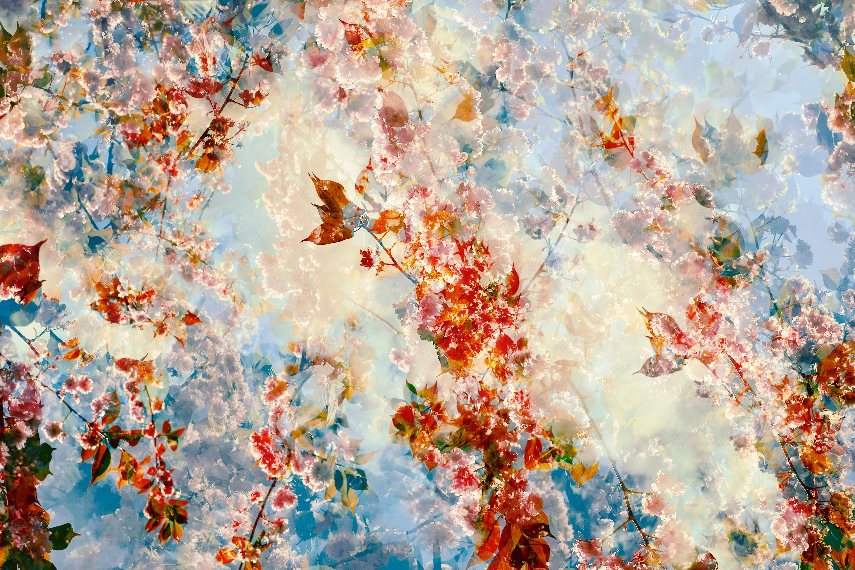 Accumulation florale