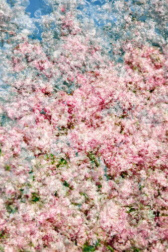 Trilogie florale I van Saima Altunkaya, Fotografie te koop op Singulart