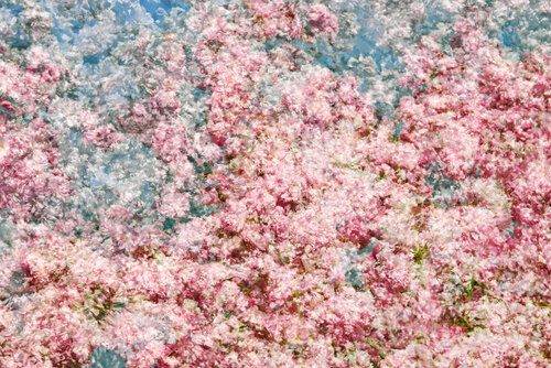 Trilogie florale II de Saima Altunkaya, Fotografía a la venta en Singulart
