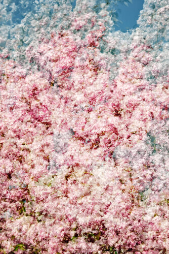 Trilogie florale III di Saima Altunkaya, Fotografia in vendita su Singulart