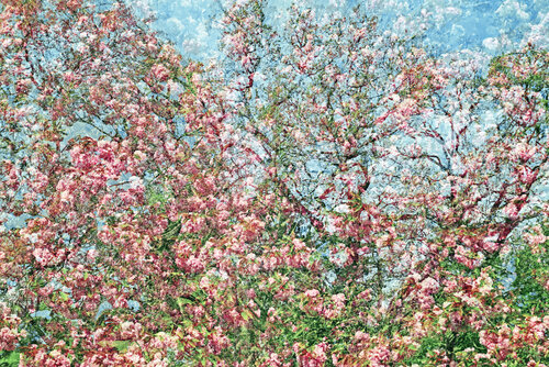 Les Jardins de Bagatelle I di Saima Altunkaya, Fotografia in vendita su Singulart