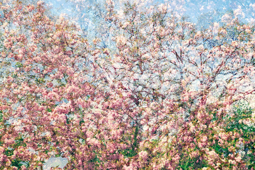 Les Jardins de Bagatelle II di Saima Altunkaya, Fotografia in vendita su Singulart