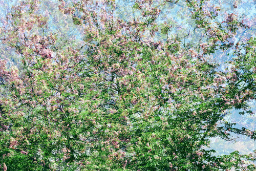 Les Jardins de Bagatelle III di Saima Altunkaya, Fotografia in vendita su Singulart