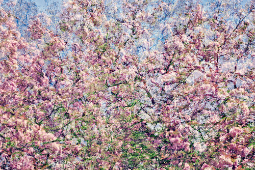 Les Jardins de Bagatelle IV di Saima Altunkaya, Fotografia in vendita su Singulart