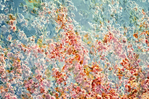 Jardin des Tuileries II de Saima Altunkaya, Fotografía a la venta en Singulart