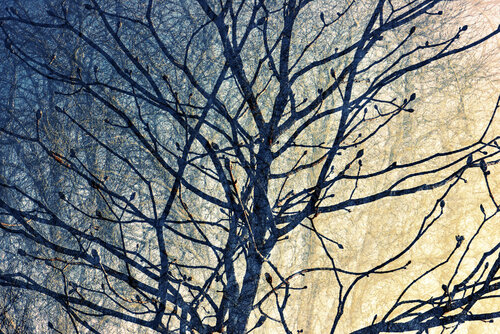 Into the Light I di Saima Altunkaya, Fotografia in vendita su Singulart