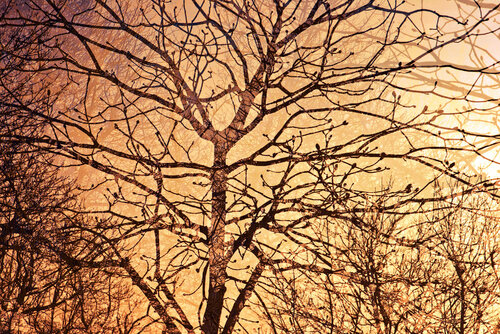 Into the Light III di Saima Altunkaya, Fotografia in vendita su Singulart