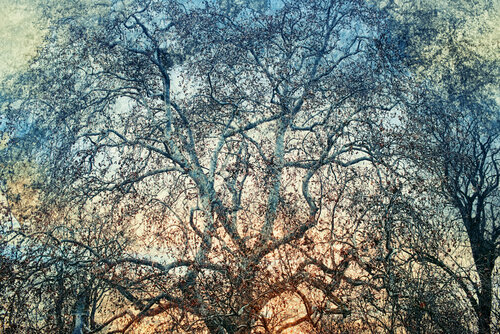 Shadow Remains I Saima Altunkaya