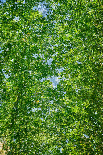 Confession II de Saima Altunkaya, Fotografía a la venta en Singulart