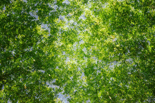 Emerald Glow III Saima Altunkaya