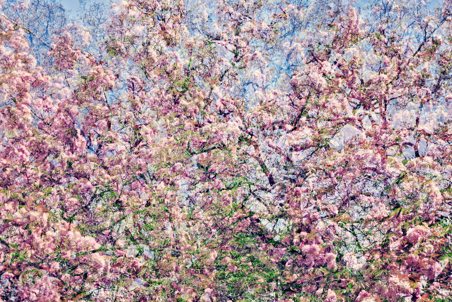 Les Jardins de Bagatelle IV Saima Altunkaya