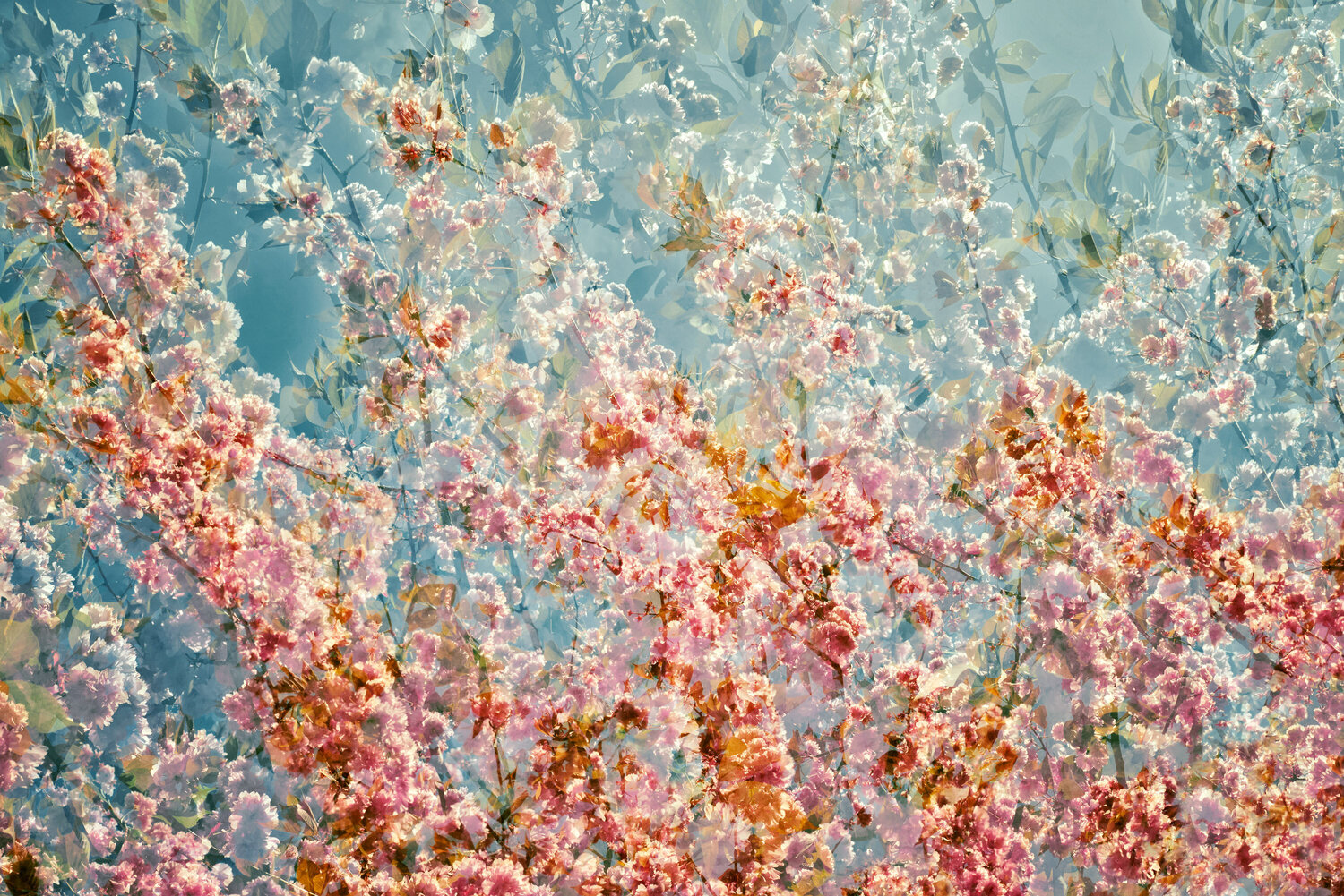 Jardin des Tuileries I Saima Altunkaya