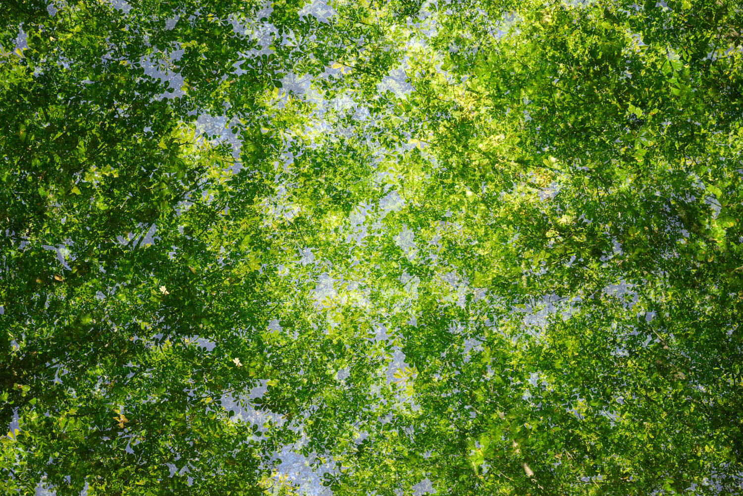 Emerald Glow III Saima Altunkaya