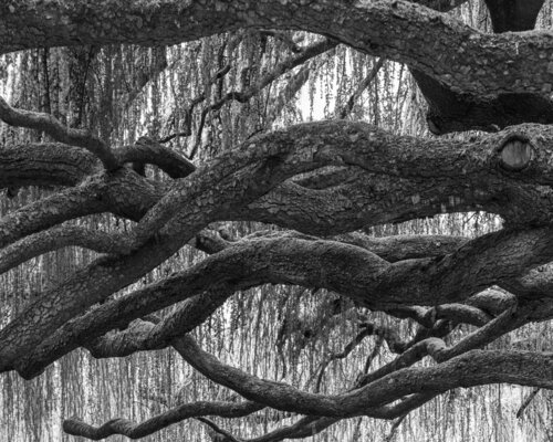 An Old Tree von Misty Ridge Studio, Fotografie kaufen auf Singulart