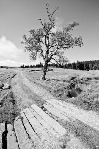 Izera Meadow (Iserwiese) von Misty Ridge Studio, Fotografie kaufen auf Singulart