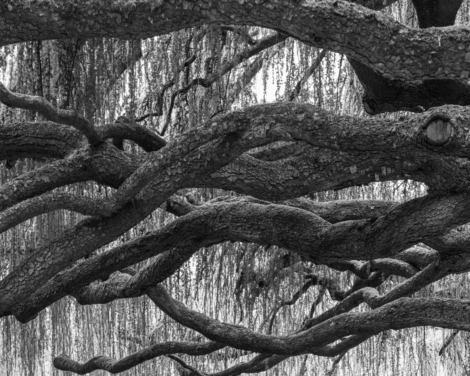 An Old Tree Misty Ridge Studio