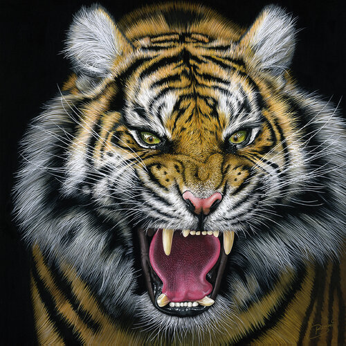 Tiger 3 by Jürgen Stenger (BOMMIArt), Painting for Sale on Singulart