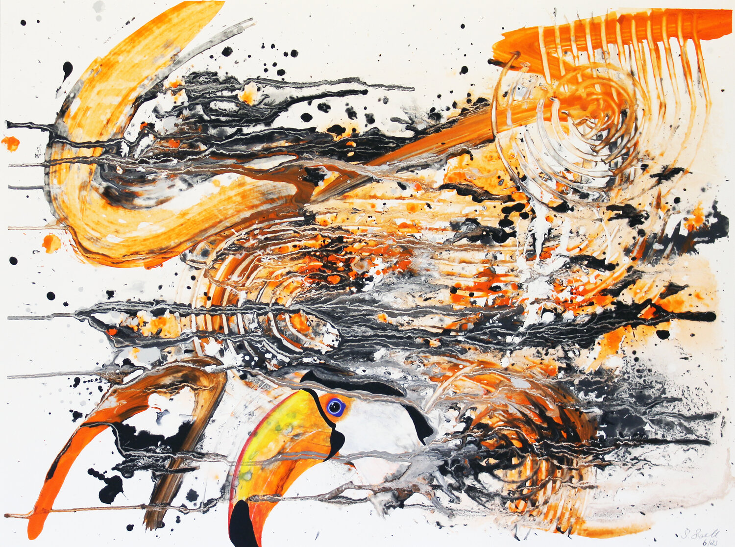 Der Tukan Susanne Sokoll