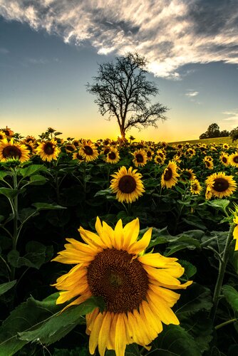 Sonnenblumenfeld von Christian Majcen, Fotografie kaufen auf Singulart