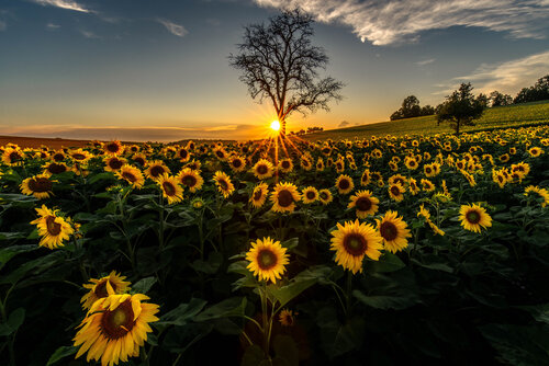 Sonnenblumenfeld von Christian Majcen, Fotografie kaufen auf Singulart
