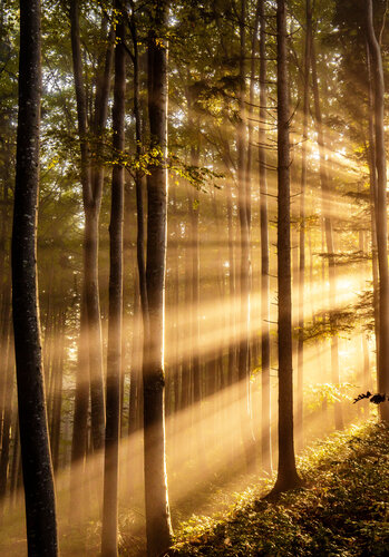 Sonnenstrahlen von Christian Majcen, Fotografie kaufen auf Singulart
