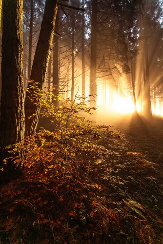 Herbstlicht van Christian Majcen, Fotografie te koop op Singulart