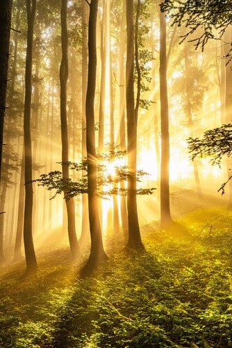 Sonnenstrahlen by Christian Majcen, Photography for Sale on Singulart