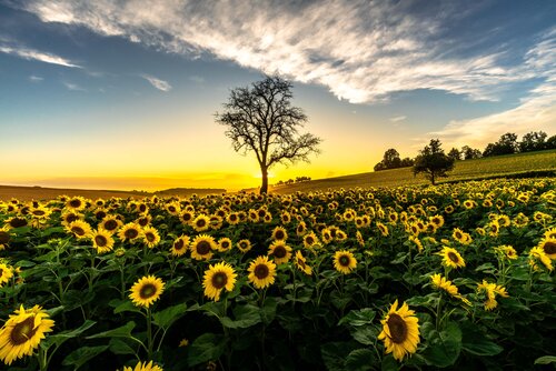 Sonnenblumenfeld by Christian Majcen, Photography for Sale on Singulart