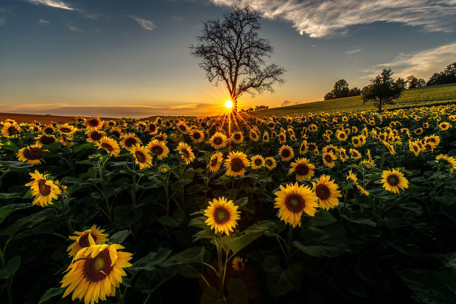 Sonnenblumenfeld Christian Majcen