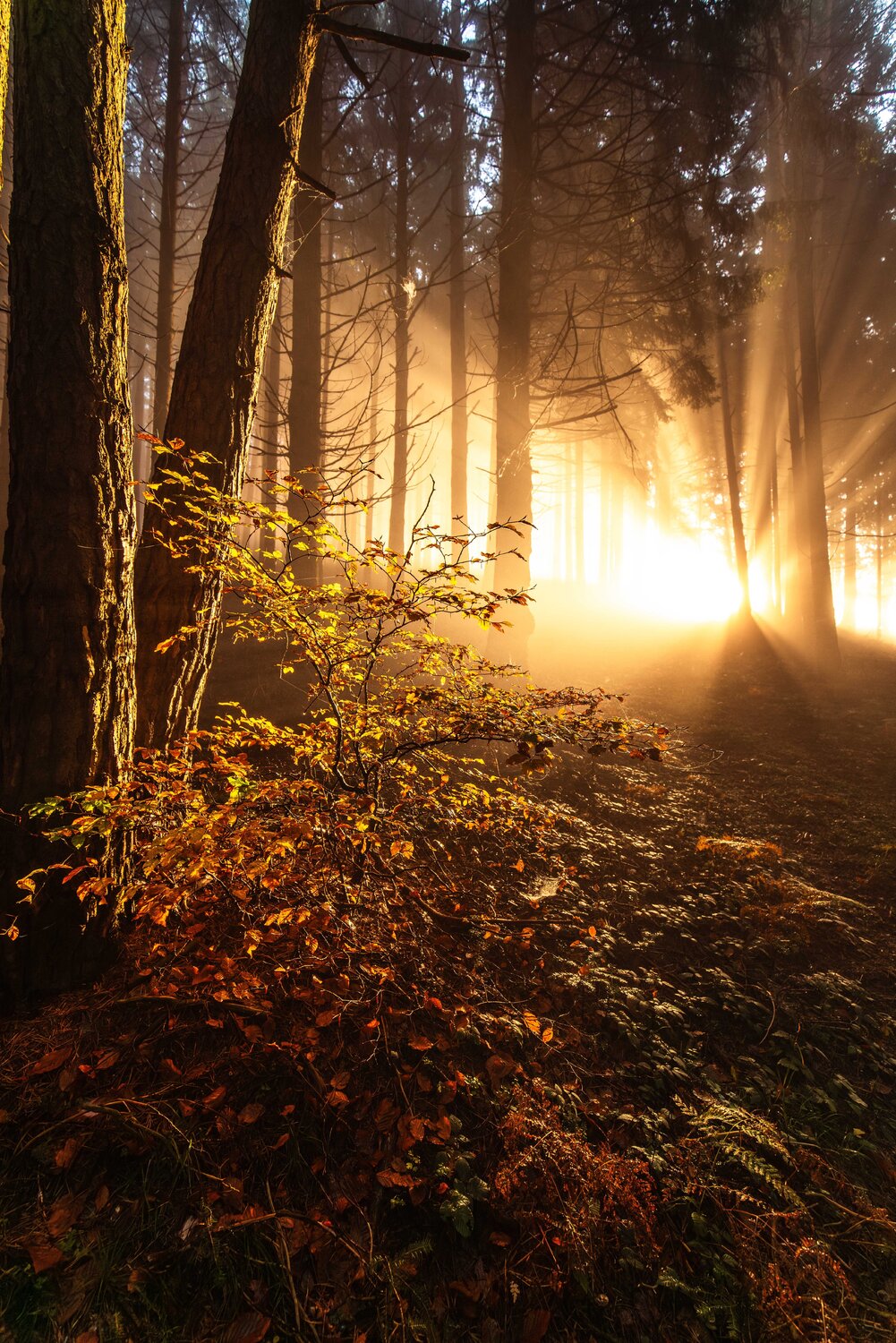 Herbstlicht Christian Majcen