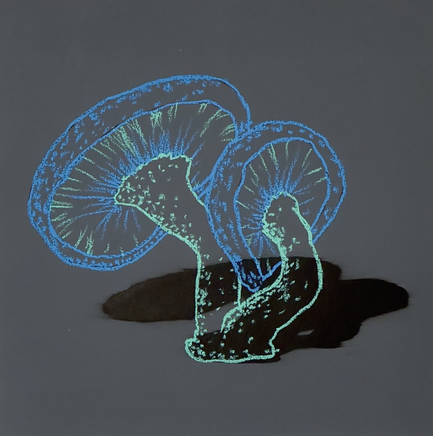 Magischer Shiitake Felix Endriss