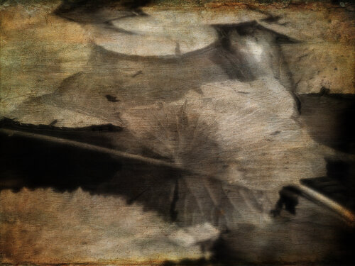 Spirit of the Day di Russell Brown, Fotografia in vendita su Singulart