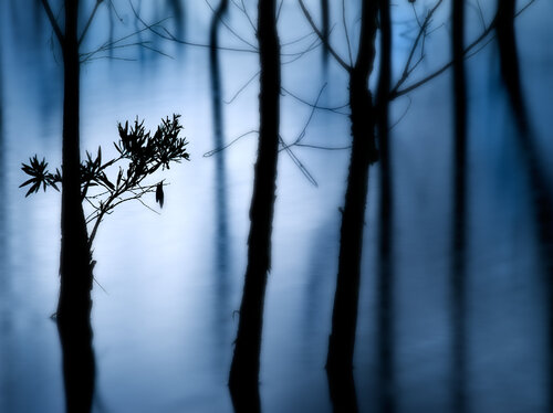 Silent Sorrow di Russell Brown, Fotografia in vendita su Singulart